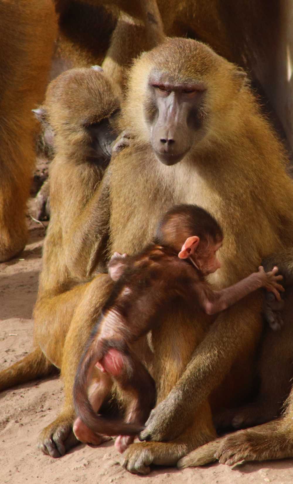 狒狒婴儿猴子哺乳动物