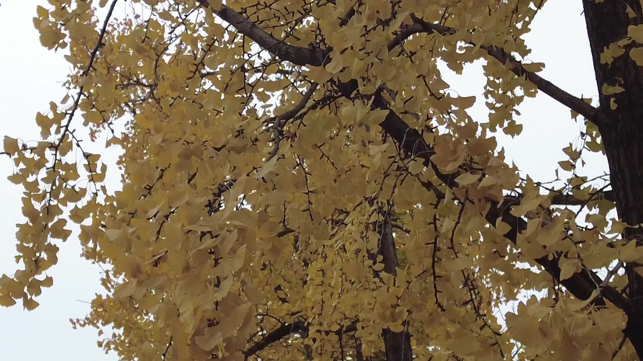 秋天银杏树枯黄树枝树叶实拍 