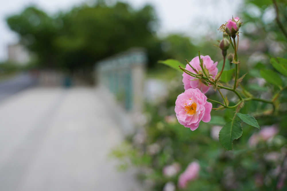 路边绿化 8