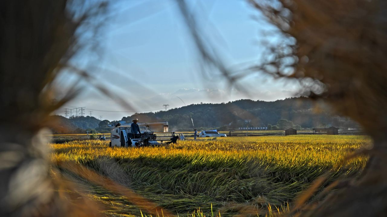 金黄色的稻田收割丰收实拍视频