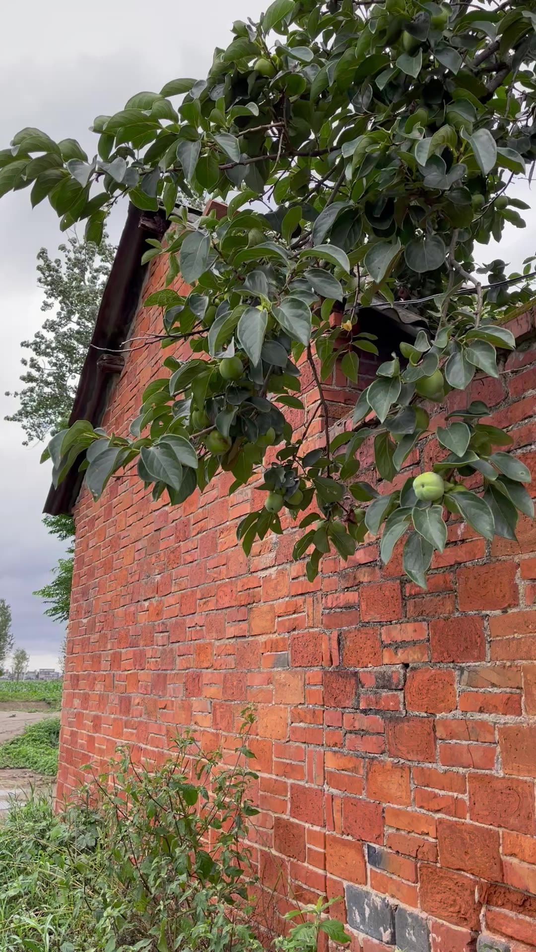 柿子树枝伸出院墙
