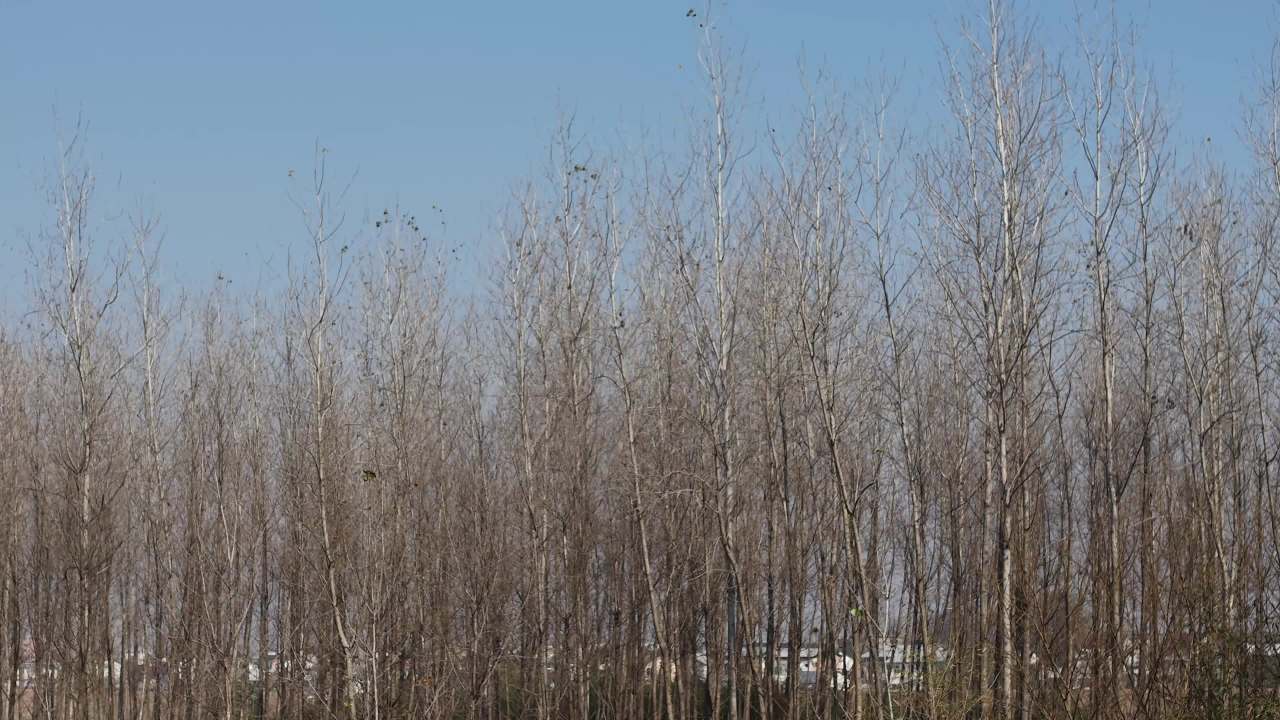 冬日森林静谧景