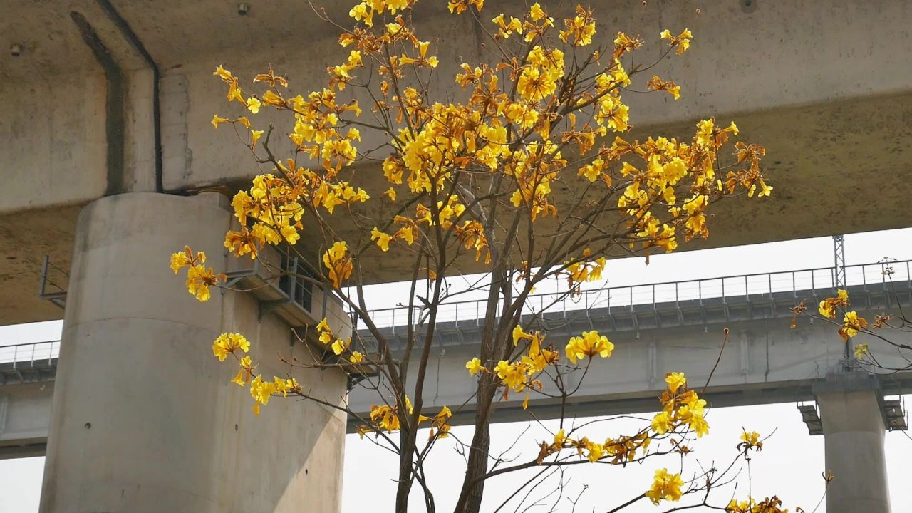 高铁桥下的黄花风铃木