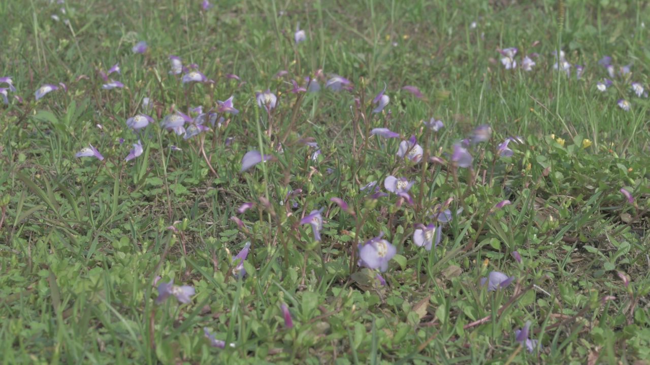 春天，野花，风，草