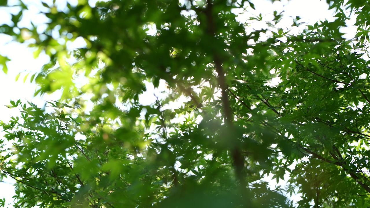 一组初夏枫叶的慢动作 6
