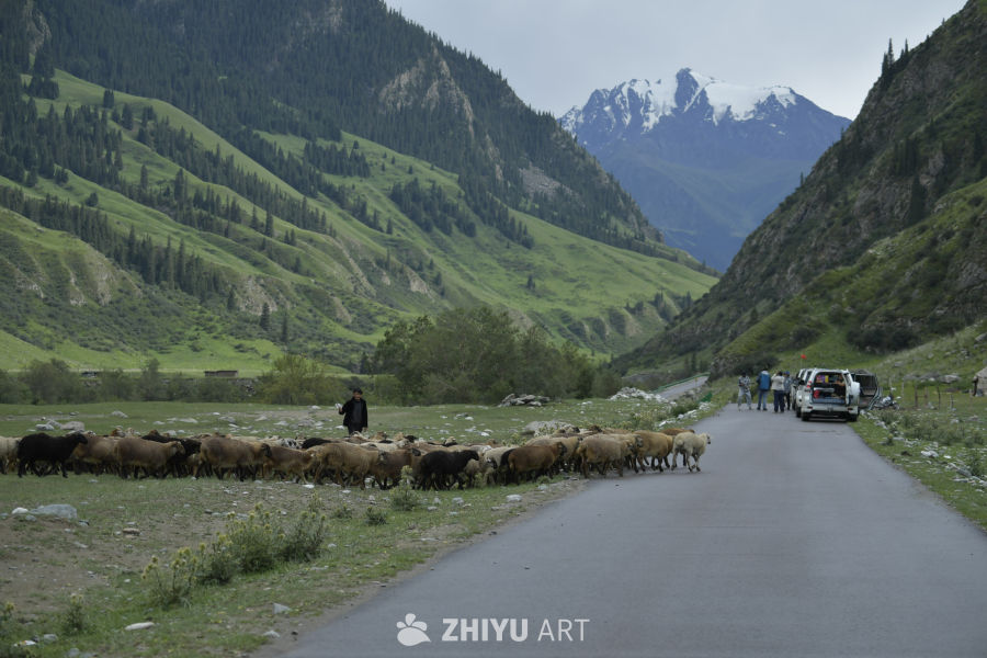 山间公路上的羊群