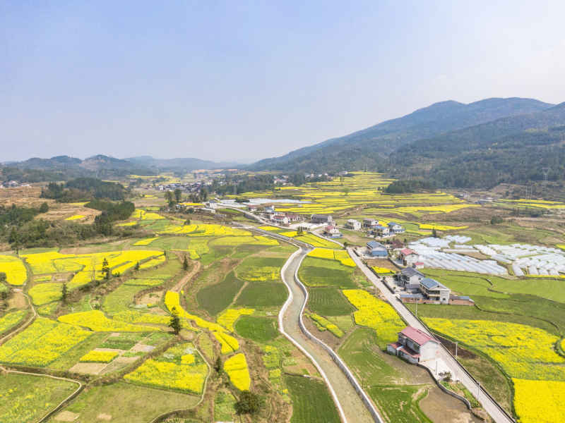 美丽乡村金黄油菜花盛开航拍摄影图 