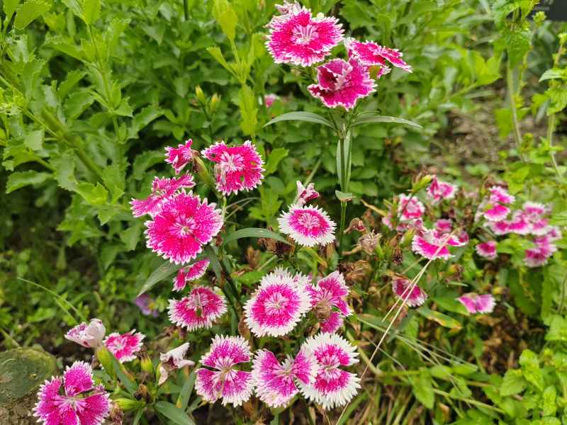 花花
