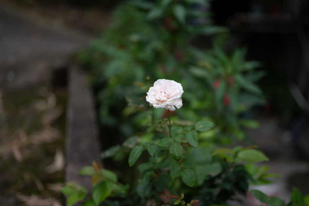 村庄小白花