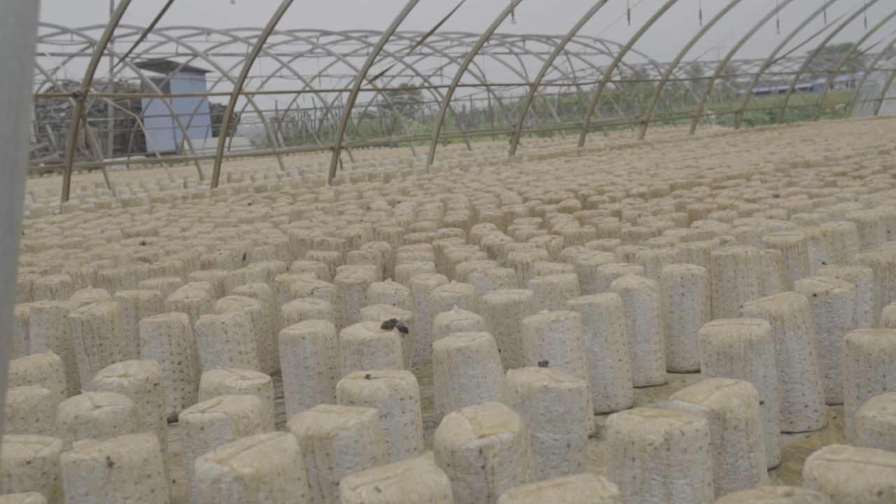 五常稻花香大米 20