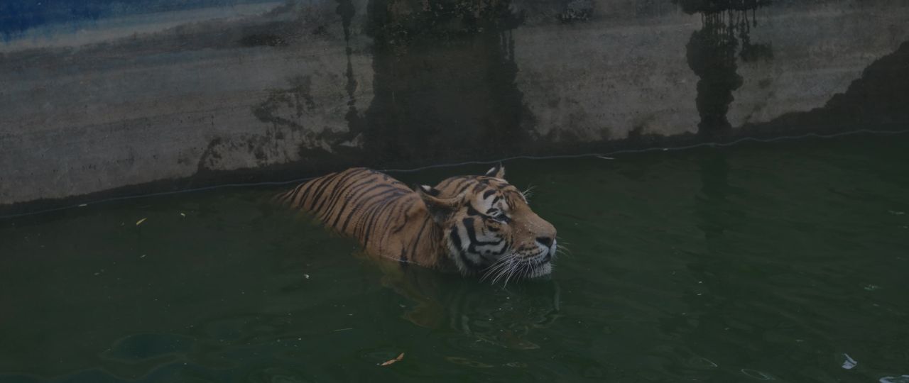 老虎游泳