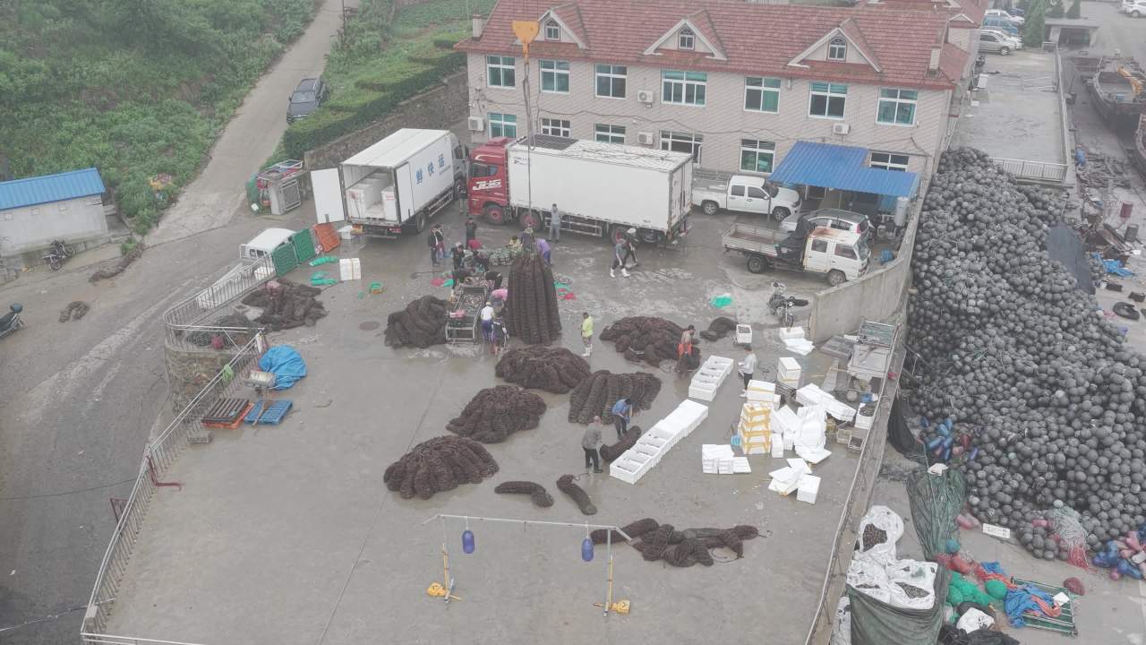 渔民分拣扇贝现场