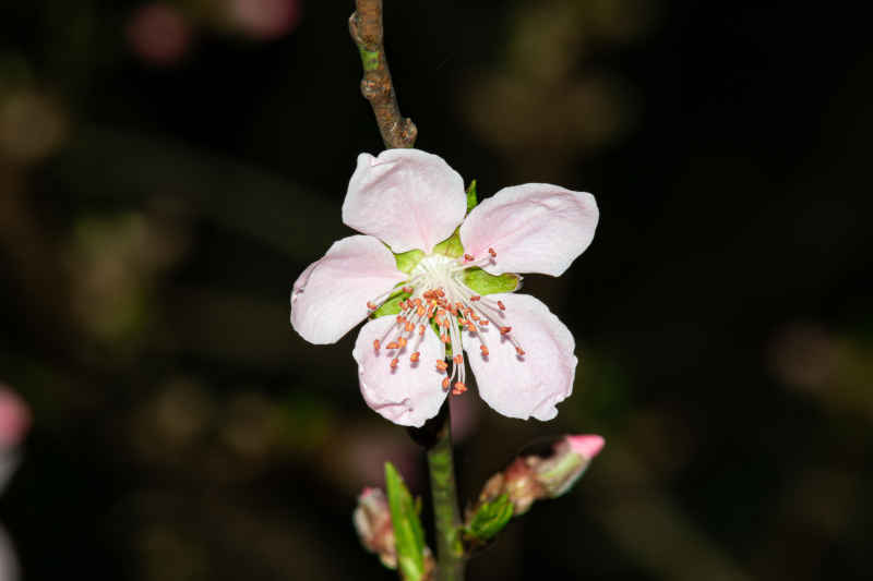 桃花特写