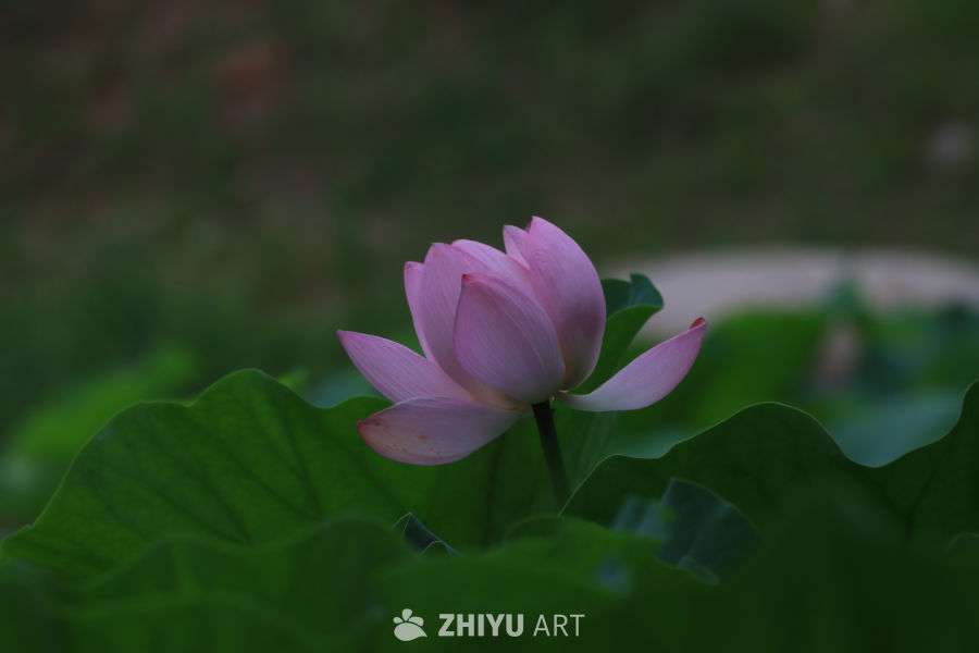 荷花 80