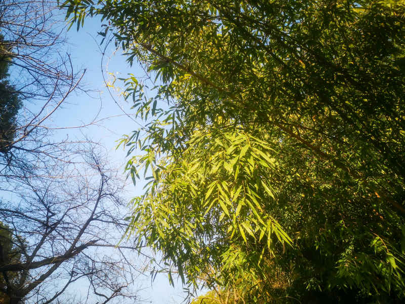 竹林竹叶植物摄影图 