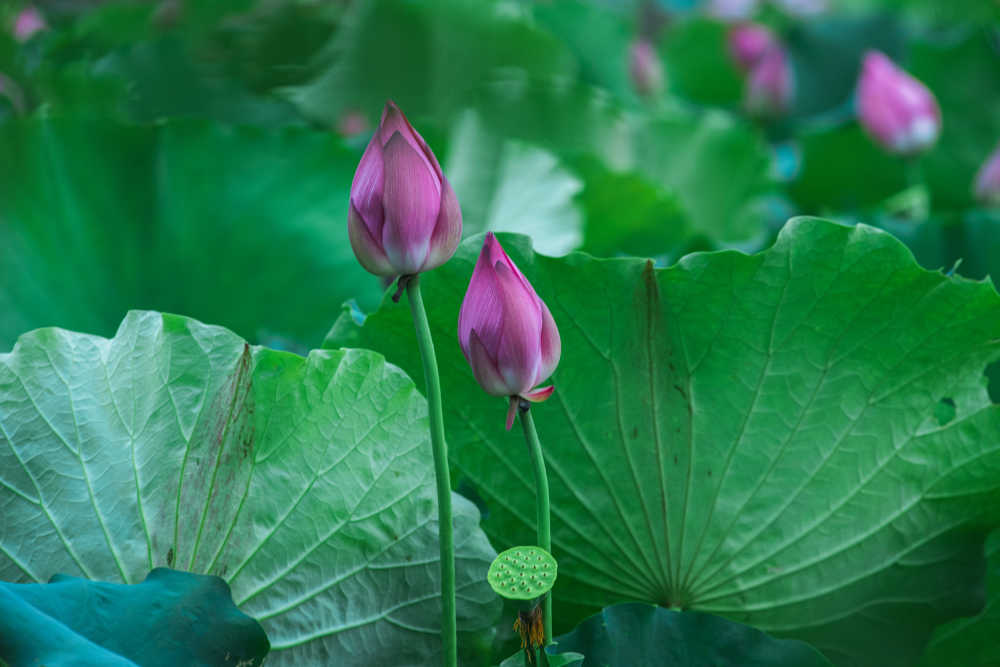 荷花花苞