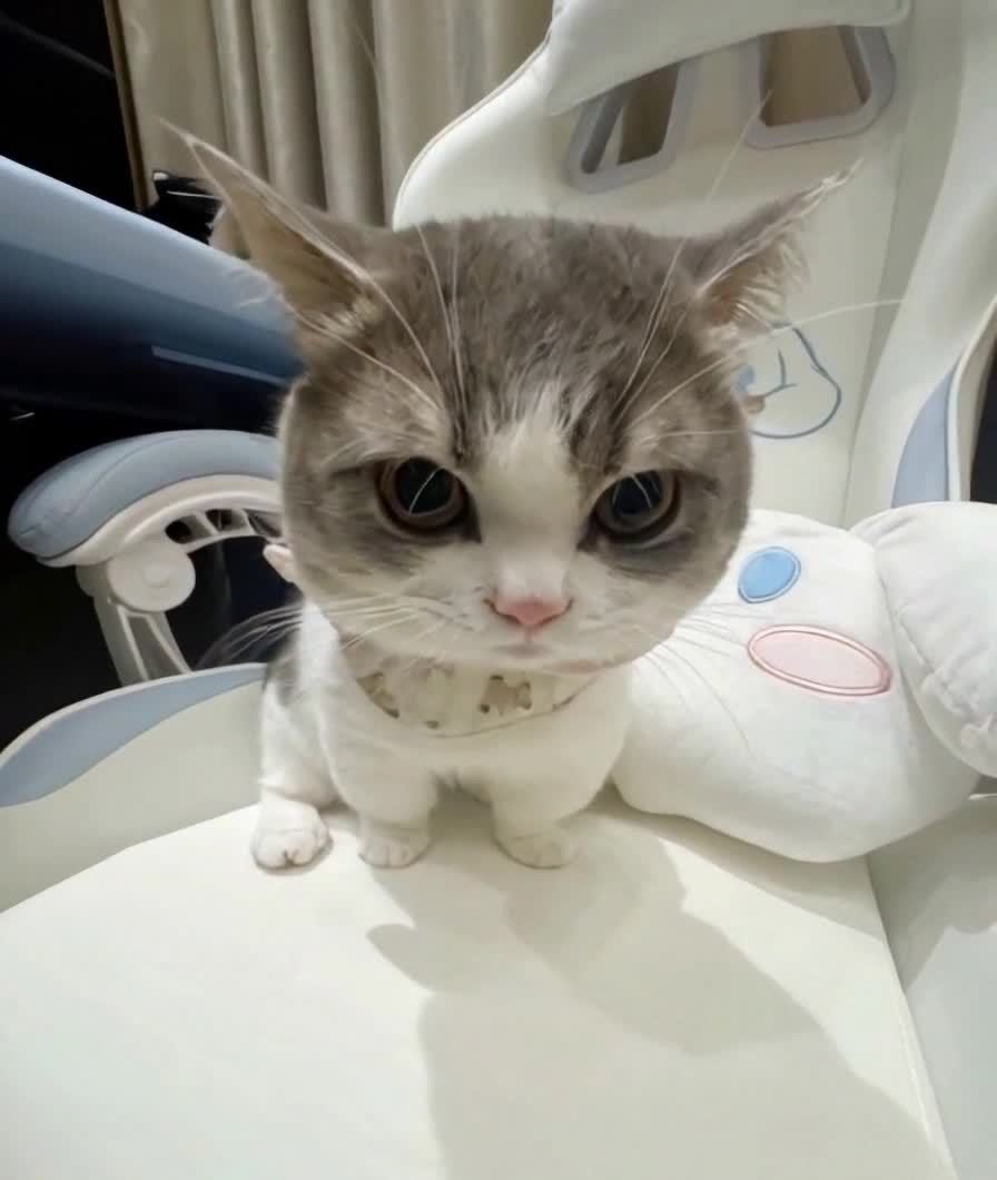 一只灰色和白色相间的小猫坐在白色椅子上。小猫的眼睛
