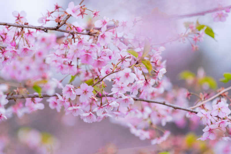 樱花季 37