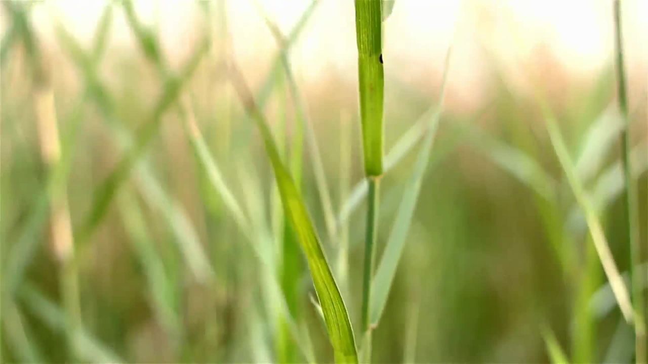 阳光下的草地