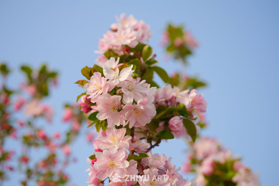 春天海棠花 71
