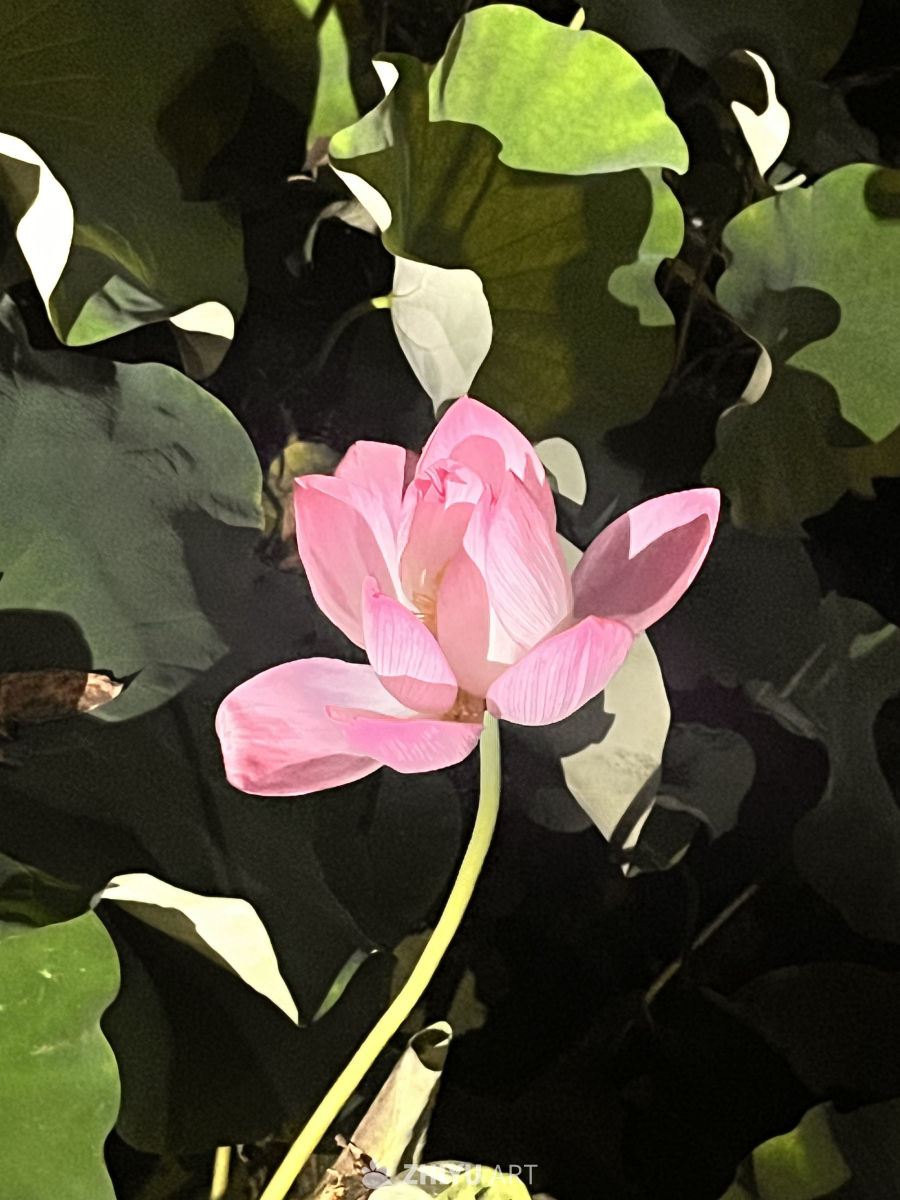 静谧的莲花