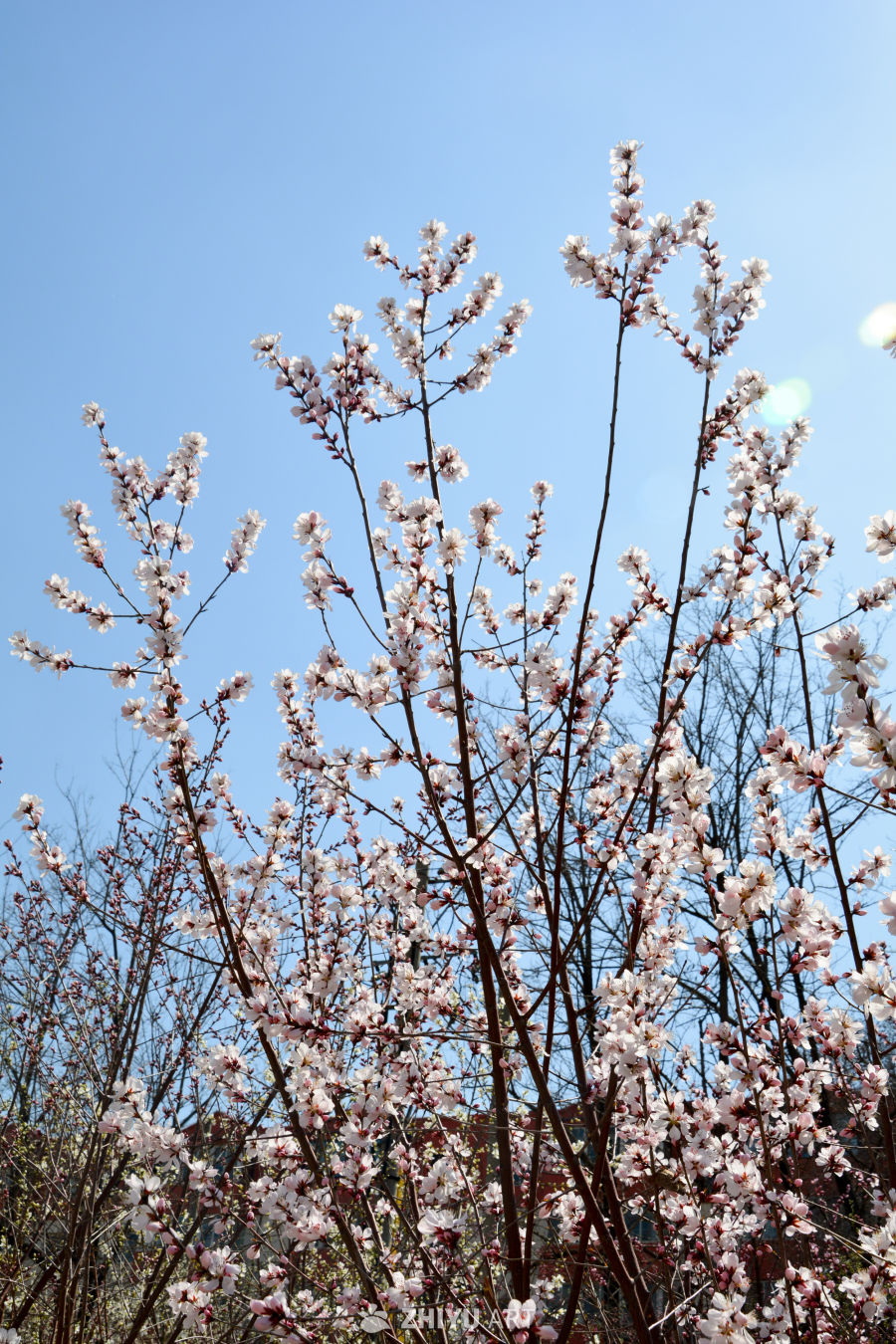 春花山桃