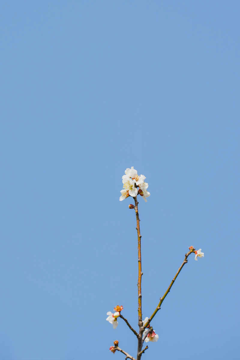 春日梅好 23