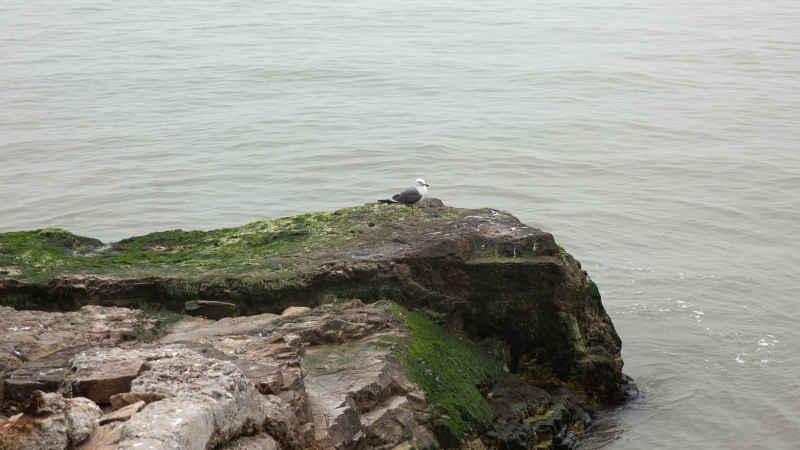 威海海驴岛海鸥 6