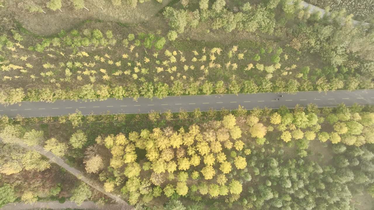 秋日森林中的小路