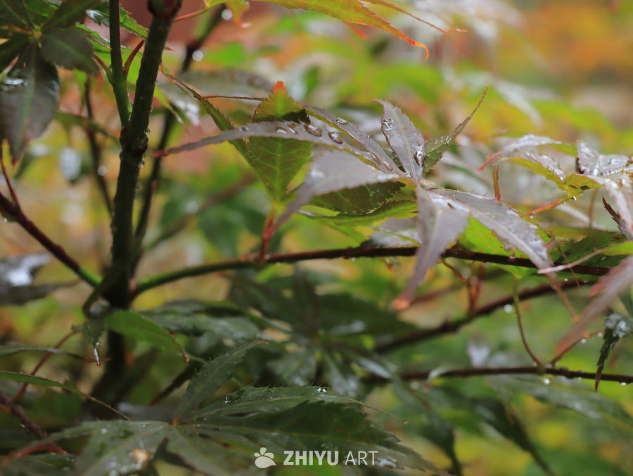 雨后枫叶的静谧之美