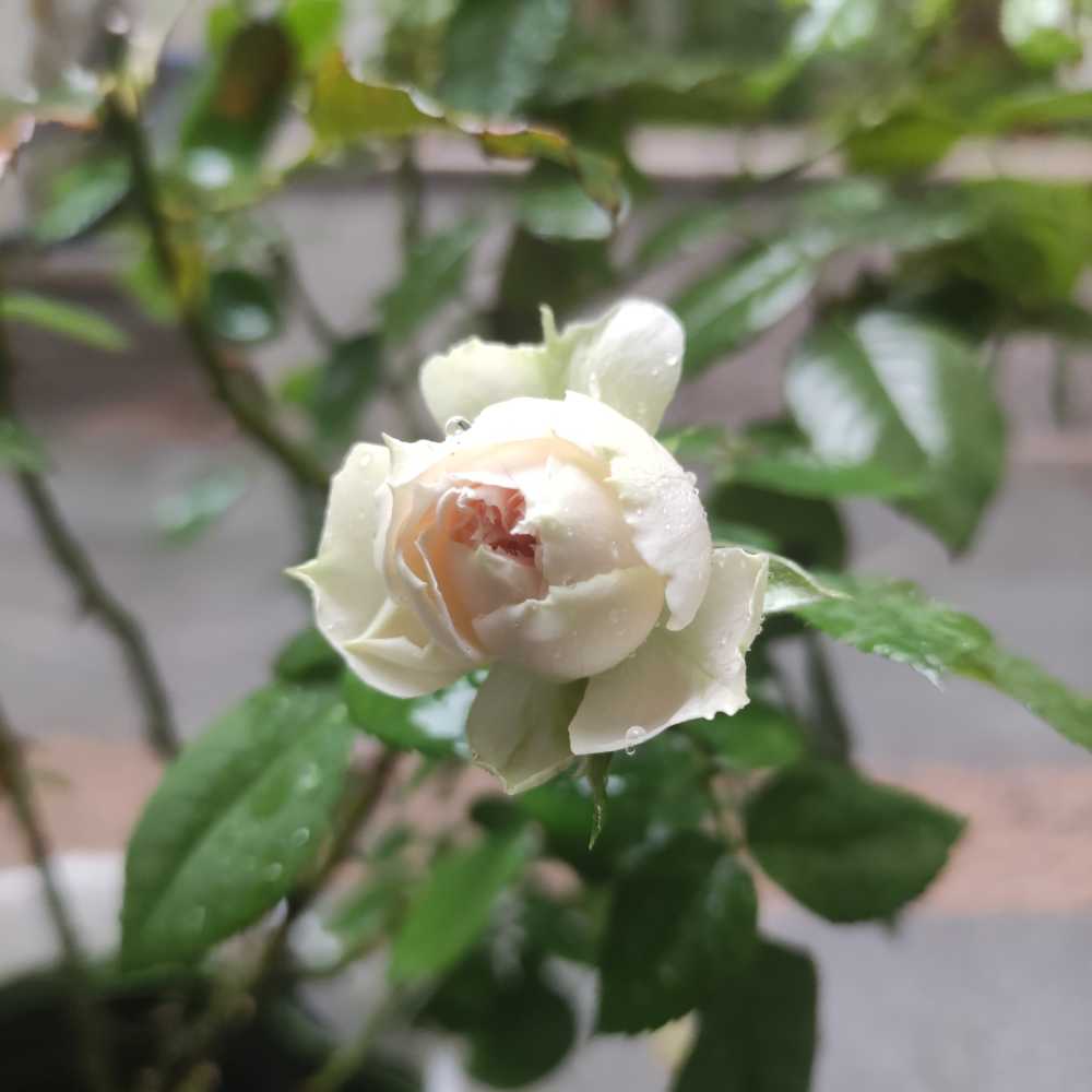 月季 门廊绒球 雨中含苞待放的花