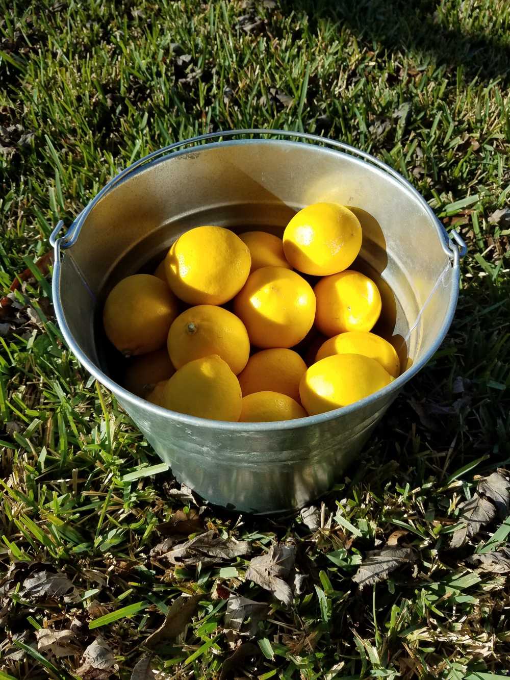 柠檬水桶柠檬黄柠檬