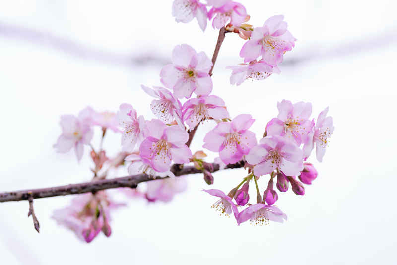 樱花季 24