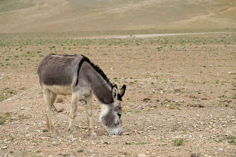 西藏野外的草原上一只低头吃草的毛驴