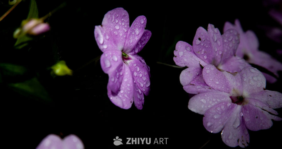 花 4