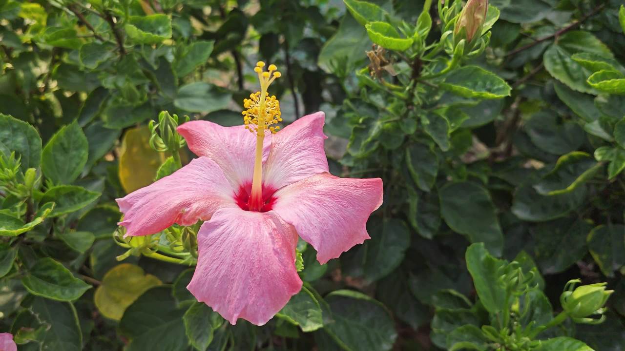 4K粉色朱槿花