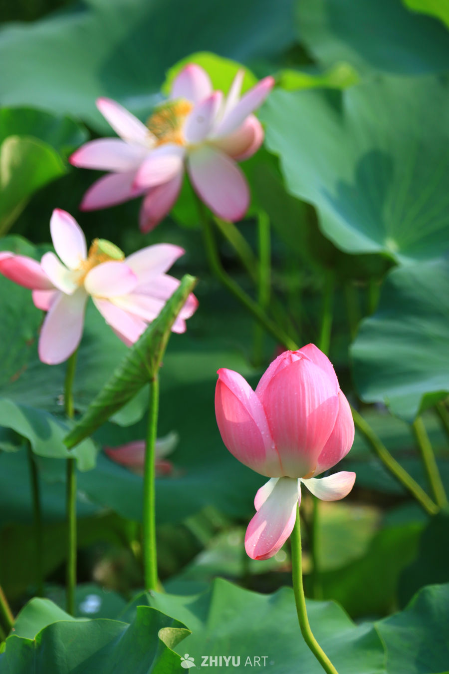 盛夏荷花 123