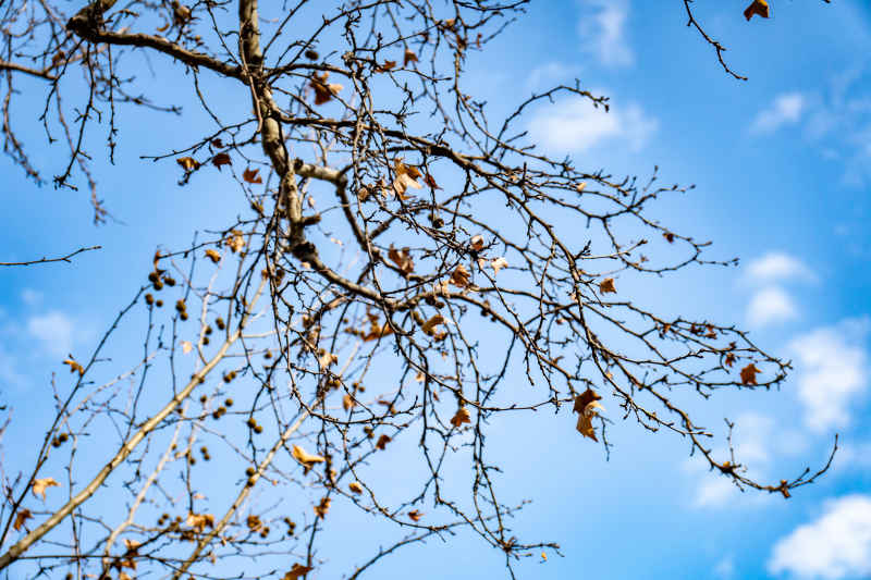  秋天枯萎枫叶植物摄影图