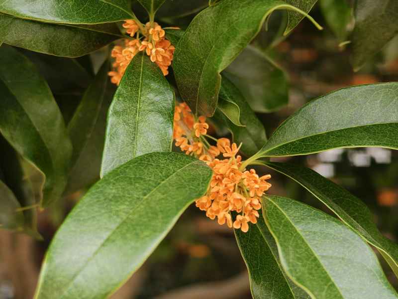 金秋时节，桂花飘香