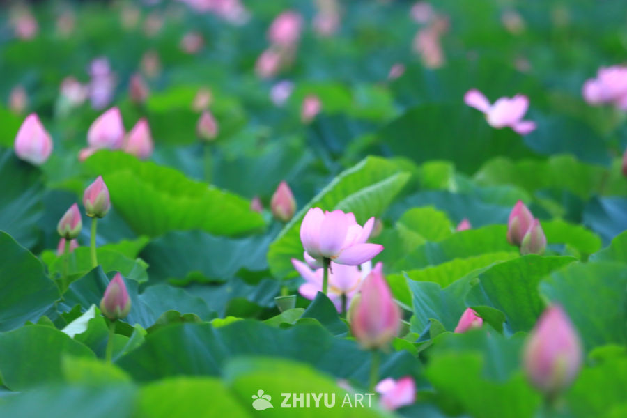 盛夏荷花 256