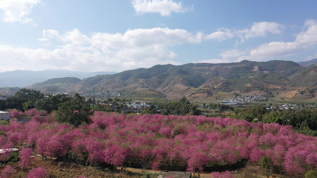 樱花航拍