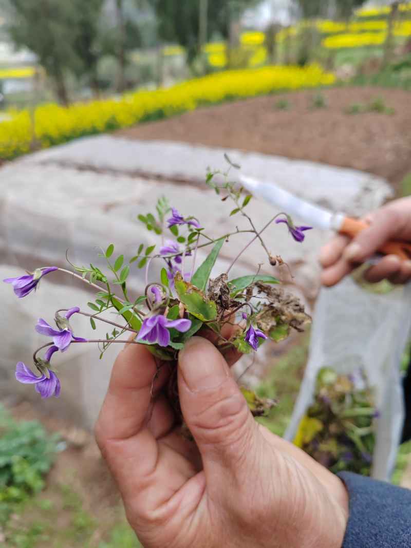 紫花地丁