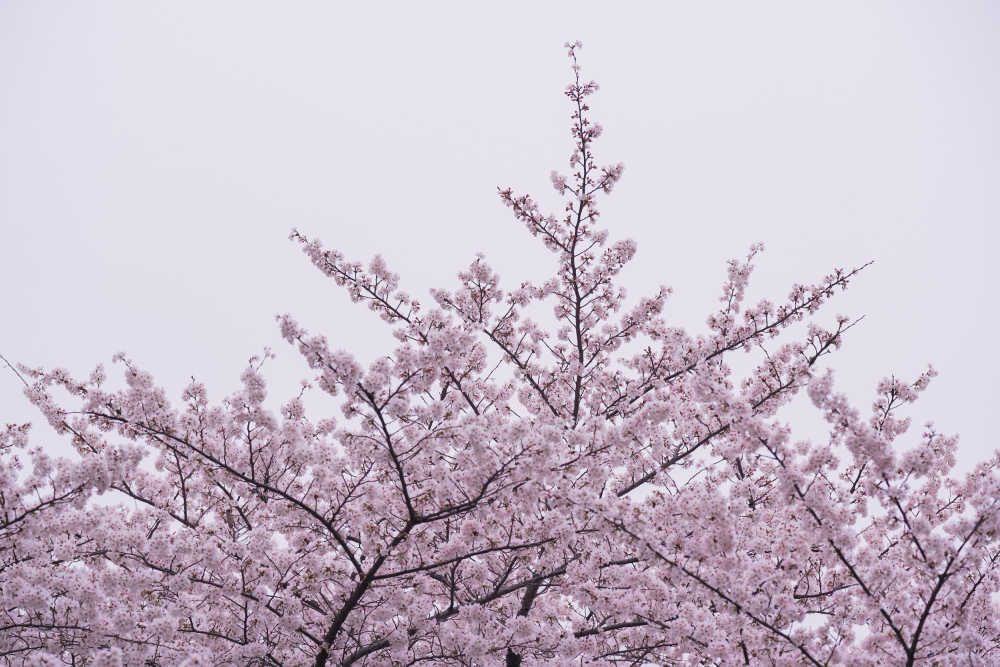樱花季