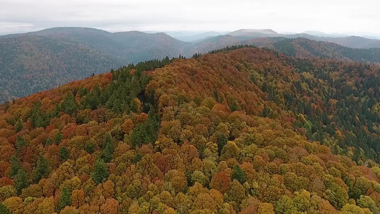 山森林秋天法国
