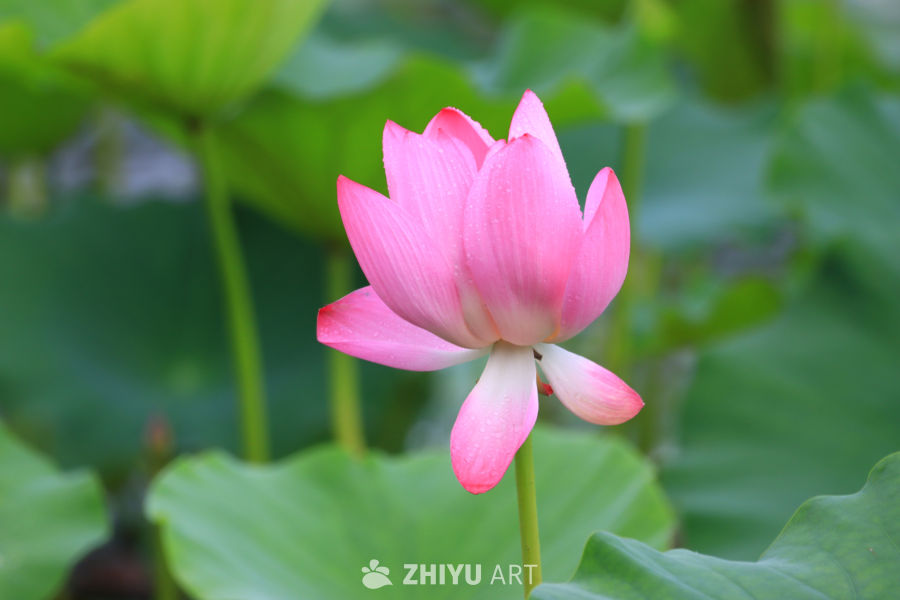 盛夏荷花 22