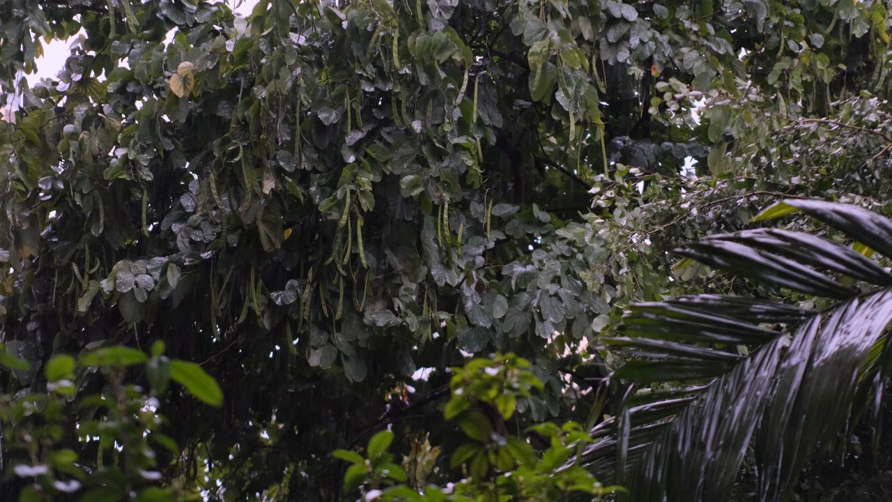 下雨树叶