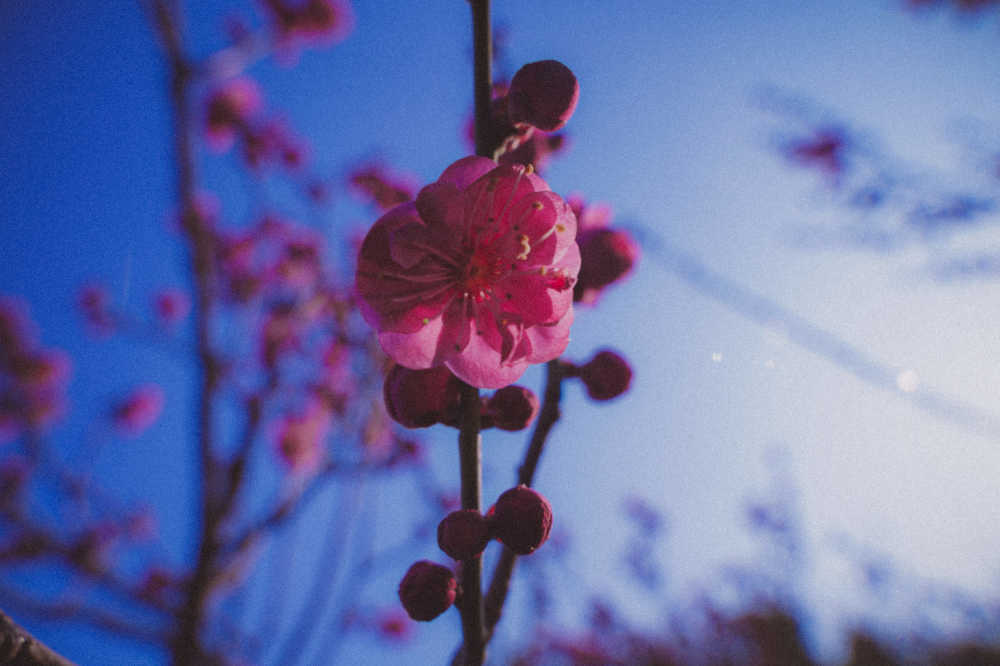 梅