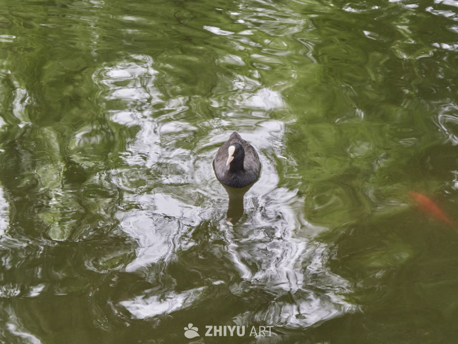 绿波荡漾的池塘黑水鸡