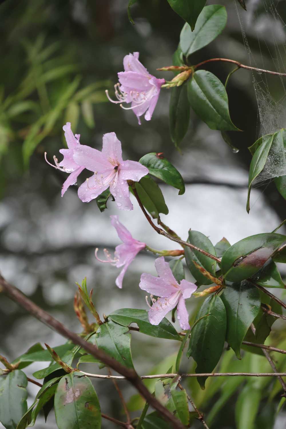 雨后花朵