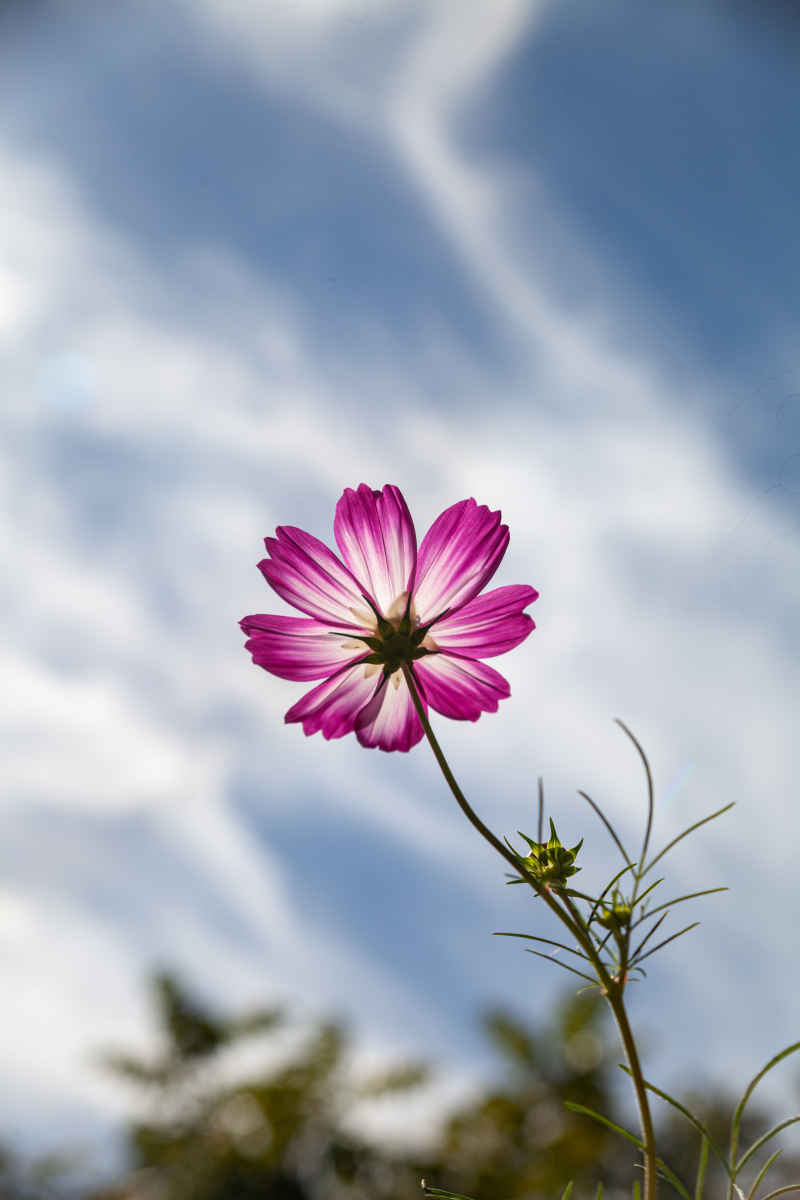 向阳绽放